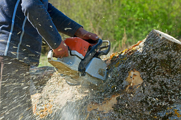 How Our Tree Care Process Works  in  Laplace, LA